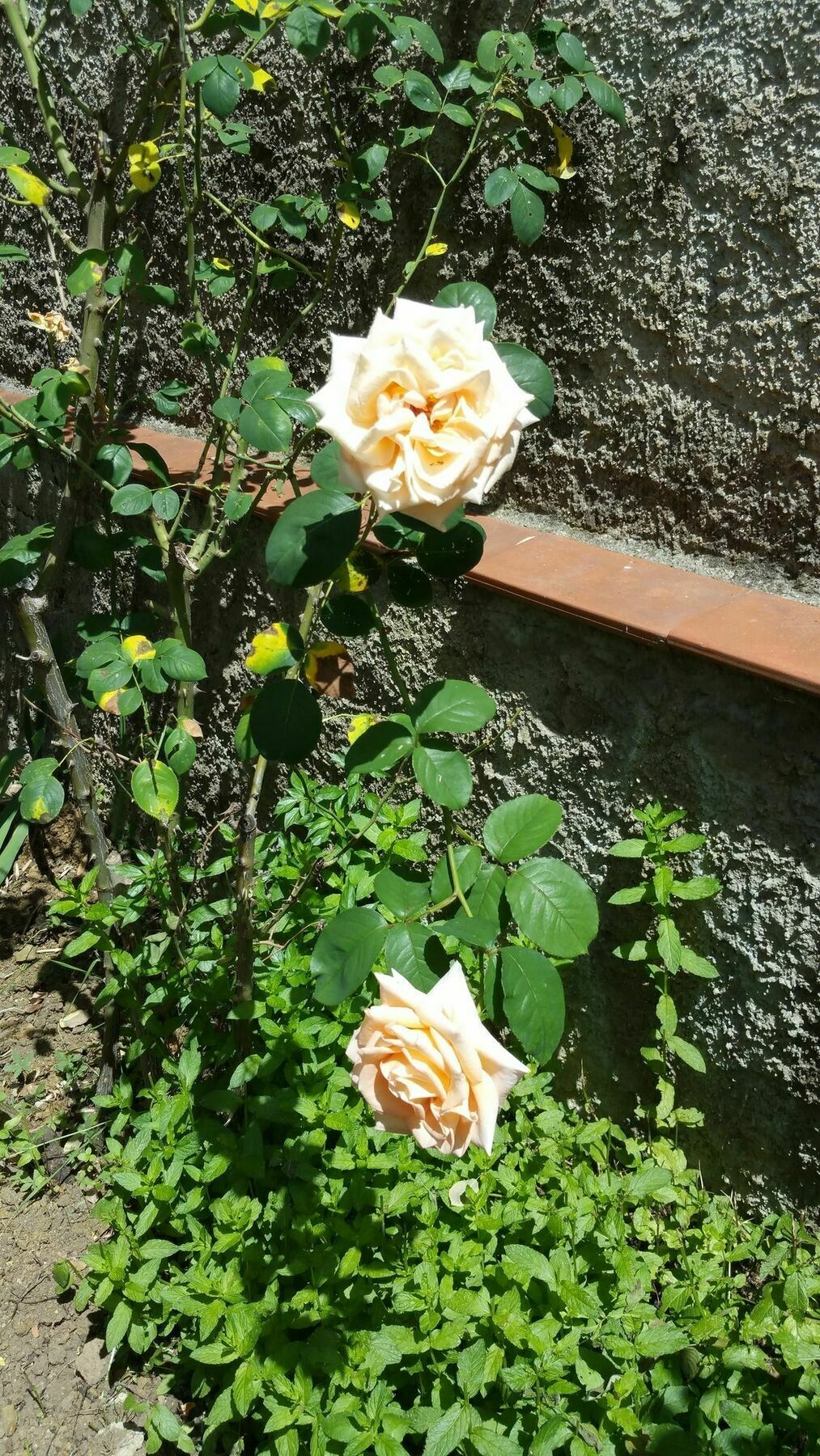 La Villa Nei Fiori Флоренція Екстер'єр фото